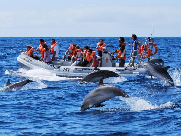Family swimming with dolphins in the Azores
