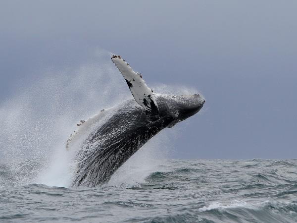 Blue Whale tour in the Azores