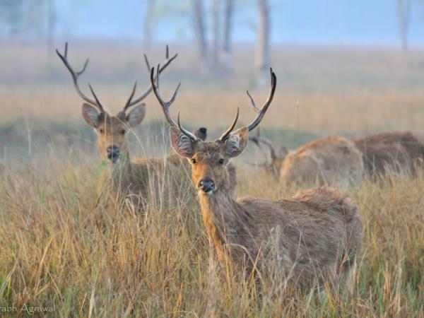 Wildlife holiday in Central India