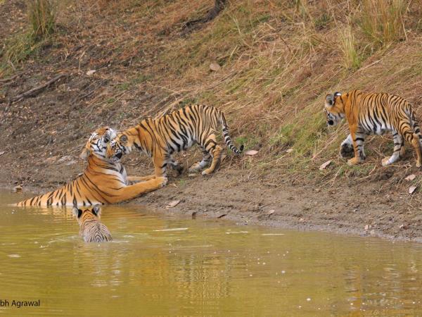 Wildlife holiday in Central India