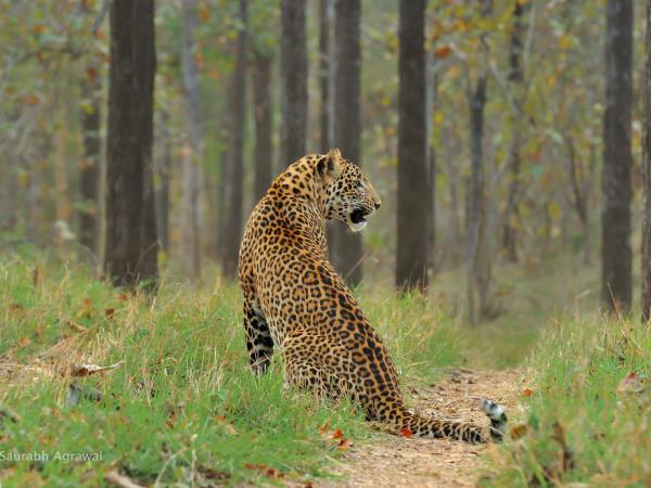 Wildlife holiday in Central India