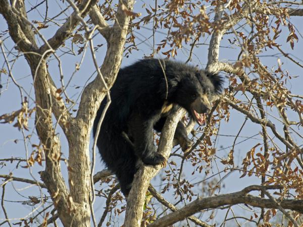 Wildlife holiday in Central India
