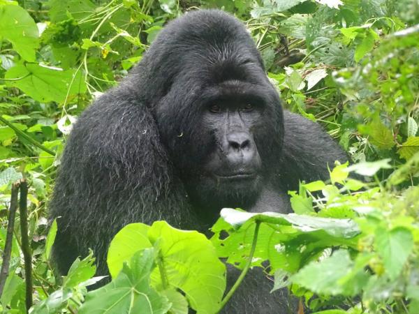 Uganda gorilla tracking and wildlife safari vacation