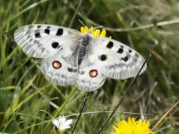 Wildlife and walking vacation in the Spanish Pyrenees