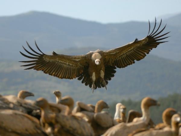 Wildlife and walking vacation in the Spanish Pyrenees