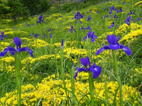 Wildlife and walking vacation in the Spanish Pyrenees