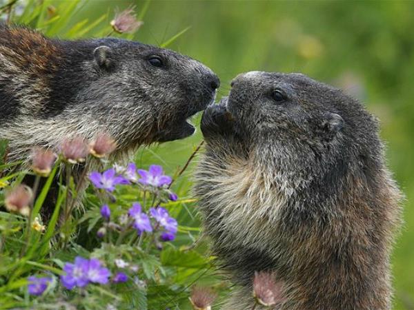 Wildlife and walking vacation in the Spanish Pyrenees