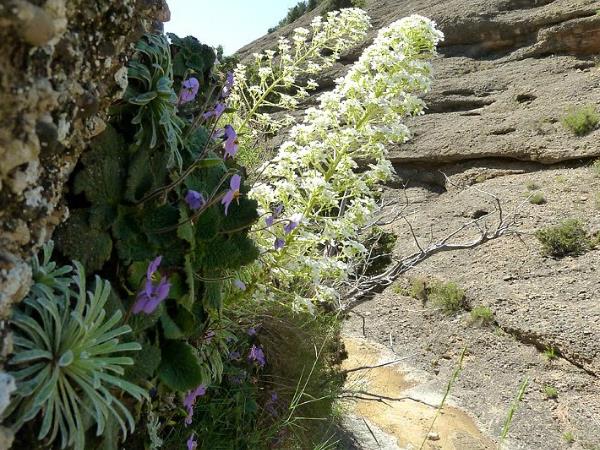 Wildlife and walking vacation in the Spanish Pyrenees