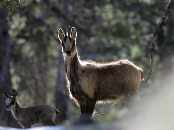Wildlife and walking vacation in the Spanish Pyrenees