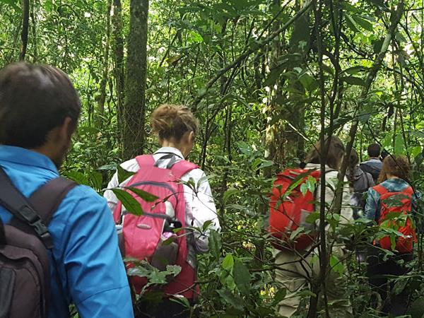 Gorilla and chimpanzee trekking, Uganda