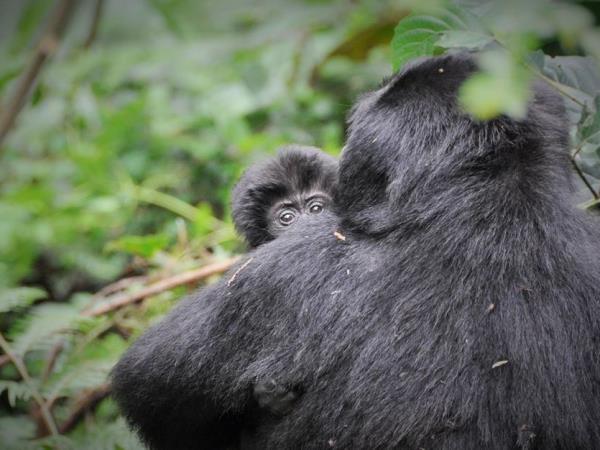 Gorilla and chimpanzee trekking, Uganda