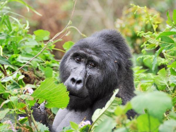 Gorilla and chimpanzee trekking, Uganda