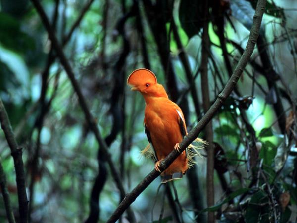 Guyana vacations, highlights tour