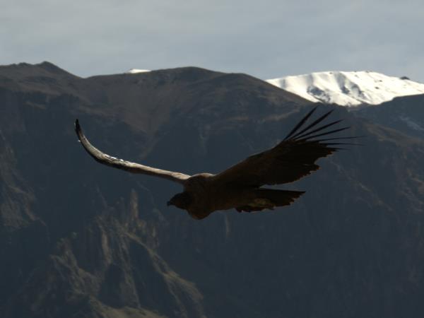 Lake Titicaca & Peru highlights vacation