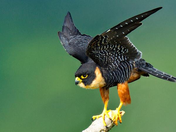 Amazon photography vacation, Peru