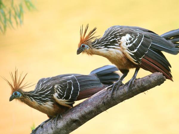 Amazon photography vacation, Peru