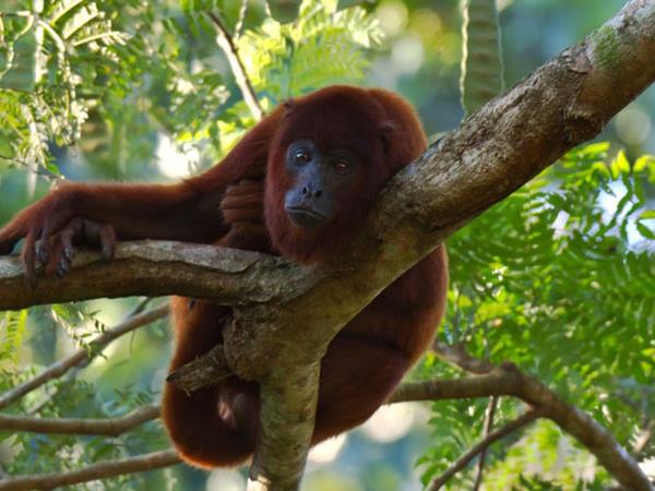 Amazon photography vacation, Peru