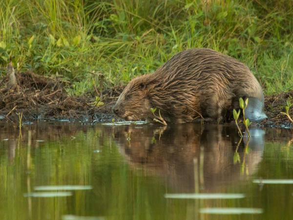 Sweden wildlife holiday, ecolodge vacation