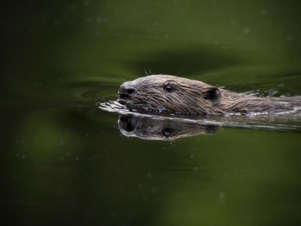 Sweden wildlife holiday, ecolodge vacation