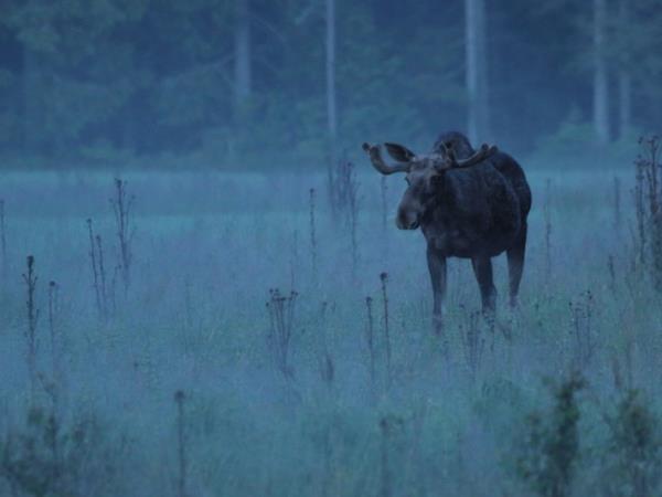 Sweden wildlife holiday, ecolodge vacation