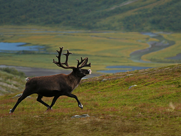 Sweden wildlife vacation, Moose expedition