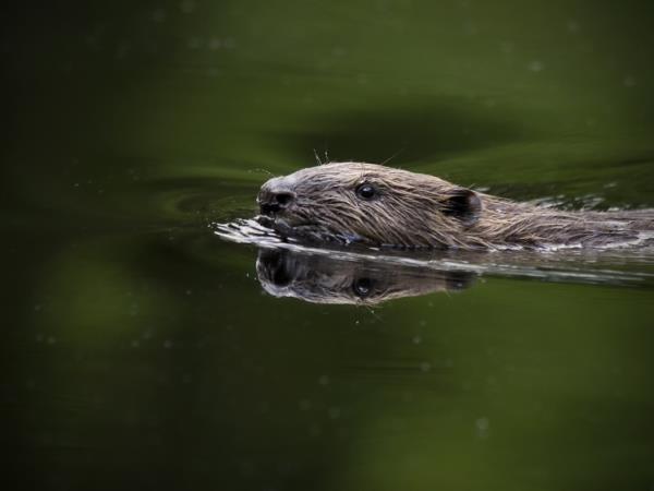 Sweden vacations, Wolves, Moose and Beavers