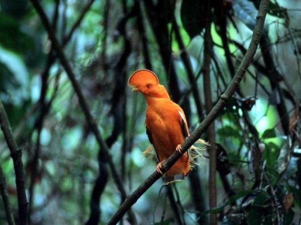 Guyana nature experience, small group vacation