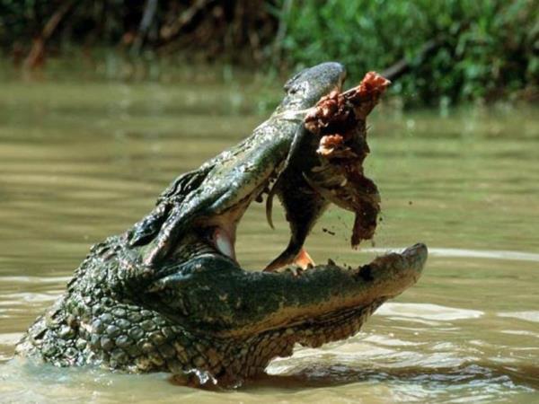 Guyana nature experience, small group vacation