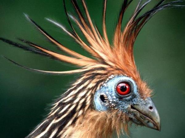 Guyana nature experience, small group vacation