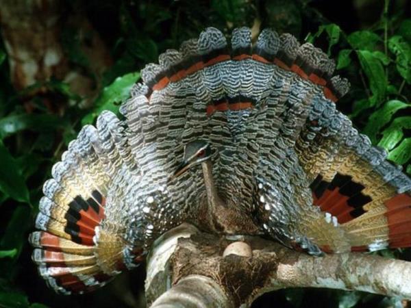 Guyana nature experience, small group vacation