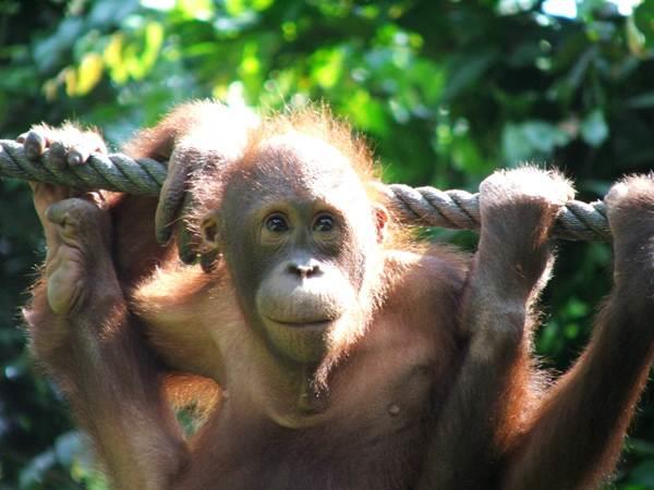 Borneo 8 day tour, the wild heart of Borneo 