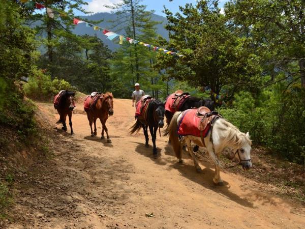 Bhutan cultural vacation