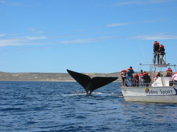 Peninsula Valdes whale watching tour in Argentina