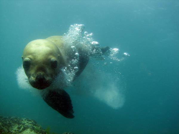 Peninsula Valdes whale watching tour in Argentina