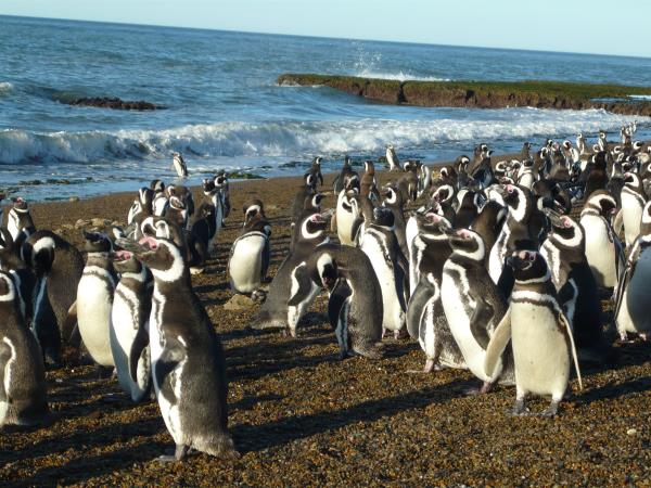 Peninsula Valdes whale watching tour in Argentina