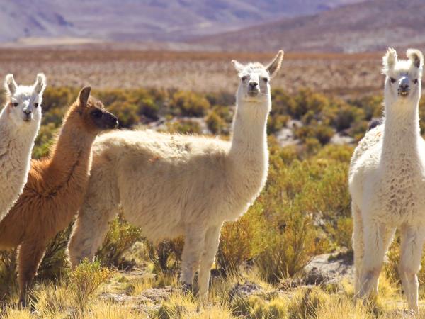Argentina tour, Salta and Jujuy