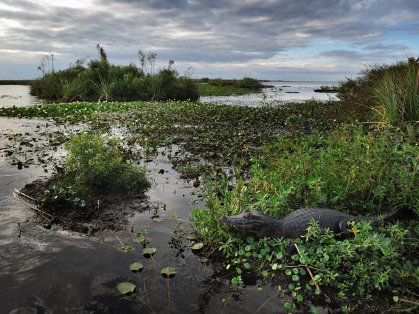 Argentina vacation, Ibera Wetlands & Iguazu Falls