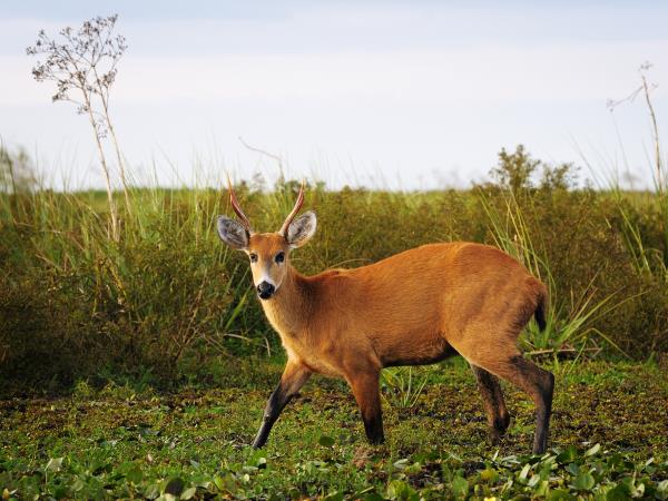 Argentina vacation, Ibera Wetlands & Iguazu Falls