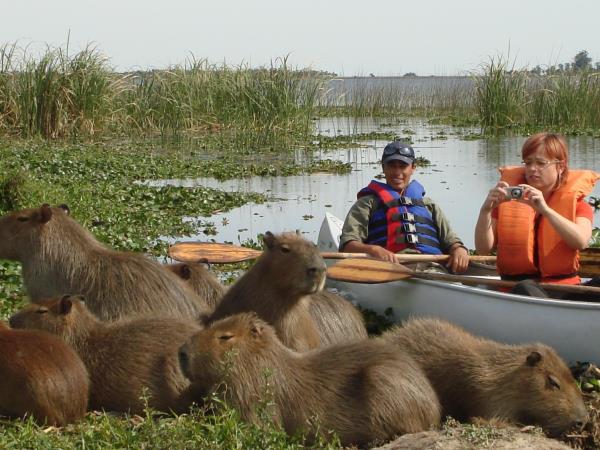 Argentina vacation, Ibera Wetlands & Iguazu Falls