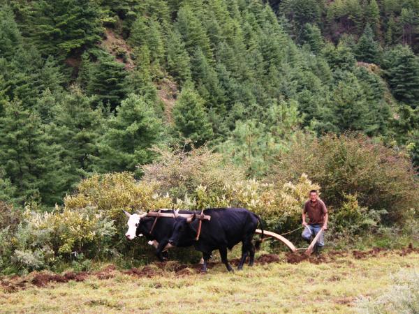 Bhutan culture & home stay tour