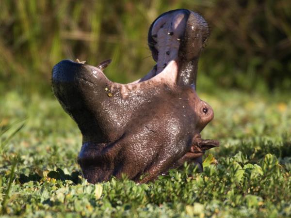 Zambia camping safari