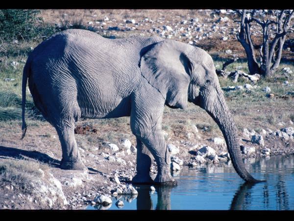 Zambia camping safari