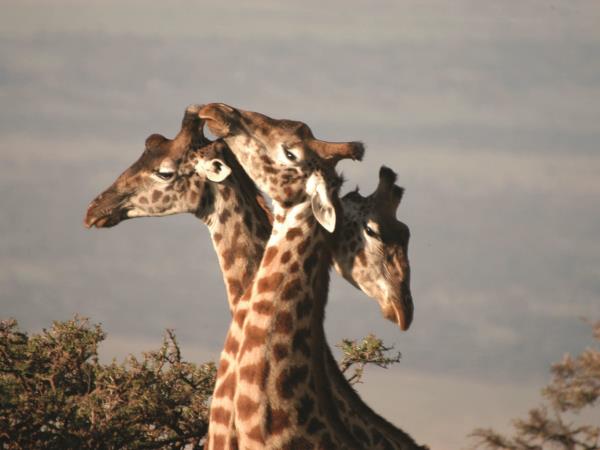 Zambia camping safari