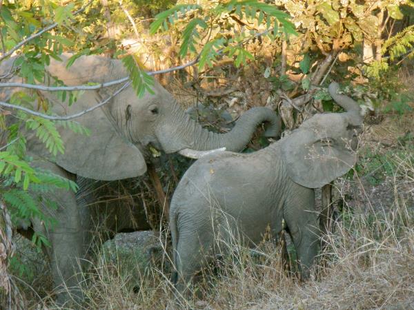 Zambia camping safari