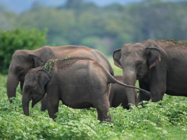 Complete tour of Sri Lanka, tailor made