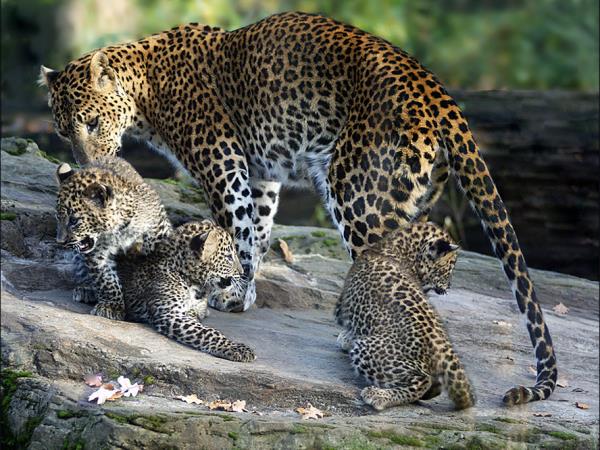 Complete tour of Sri Lanka, tailor made