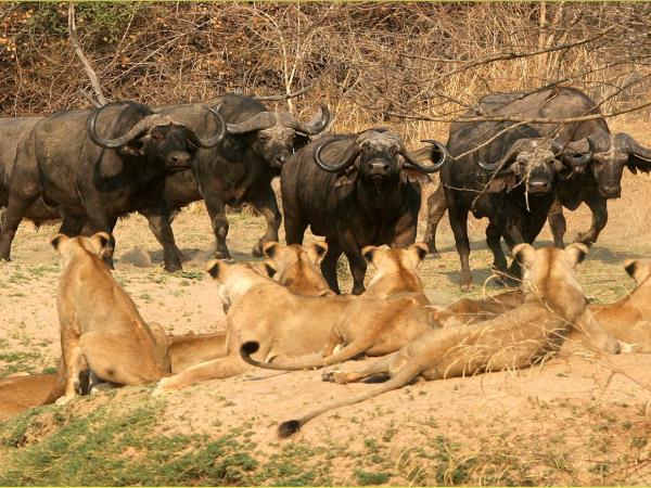 Zambia camping safari