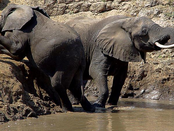 Zambia camping safari