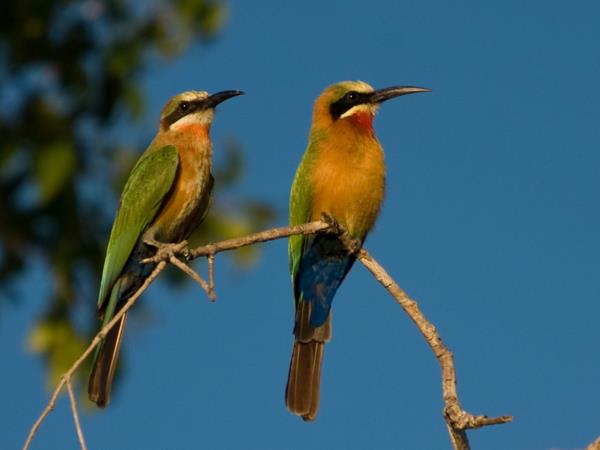 Zambia camping safari