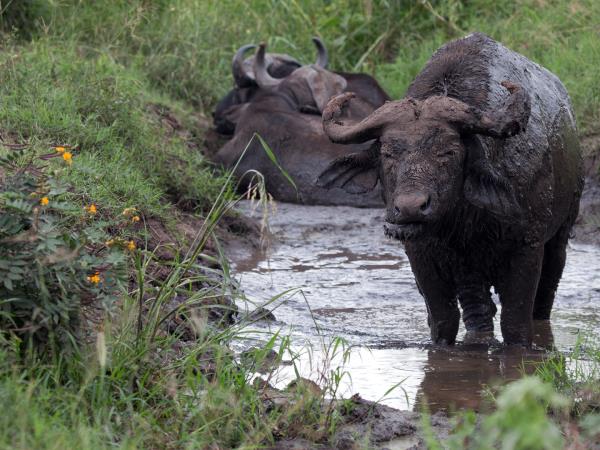 Highlights of Uganda safari vacation